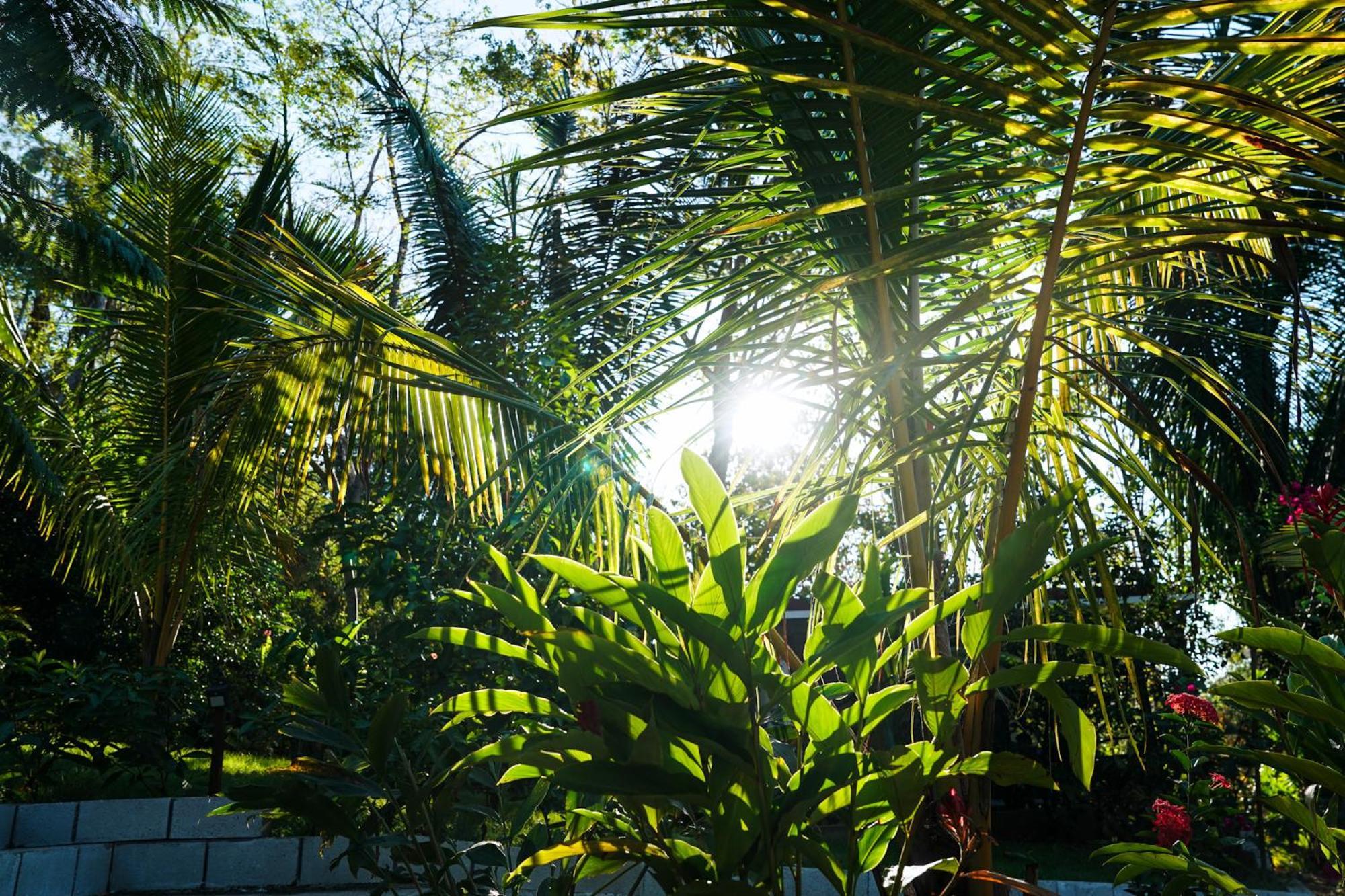 House In The Palm Forest คาร์ริลโล ภายนอก รูปภาพ